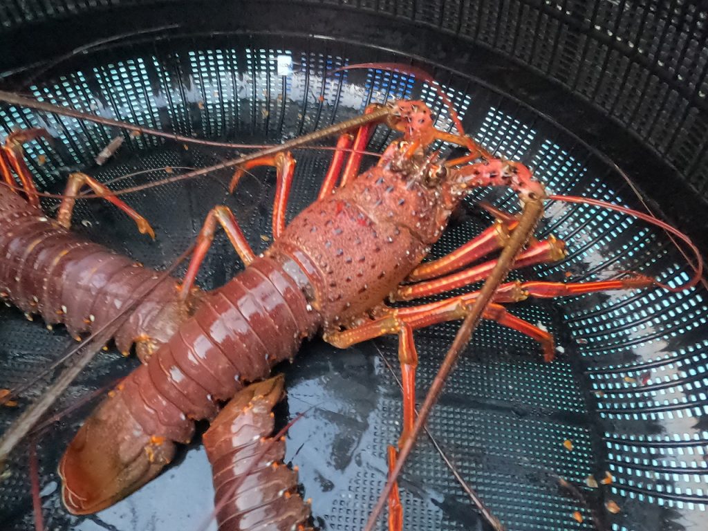 密着！伊勢えび漁！ | カゴシマガジン