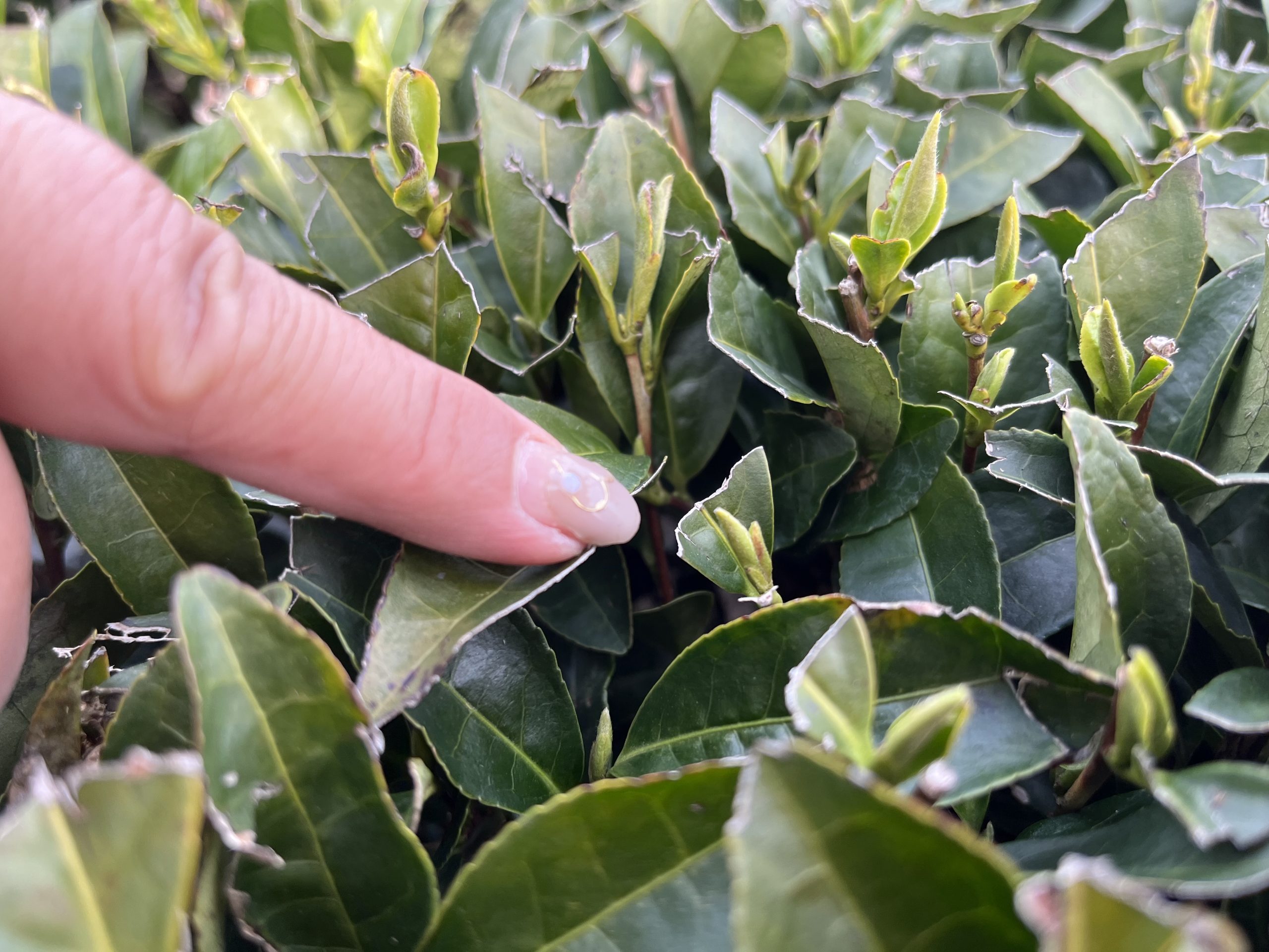 新茶の時期の始まり！ 生産者のこだわりのブレンドが味わい深い「さくら知覧園」