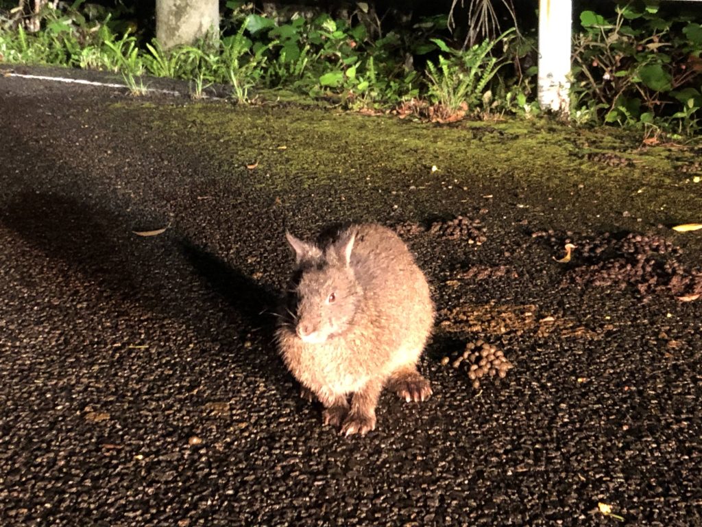 奄美】野生のアマミノクロウサギを見る！夜間の野生動物観察にいってきました | カゴシマガジン