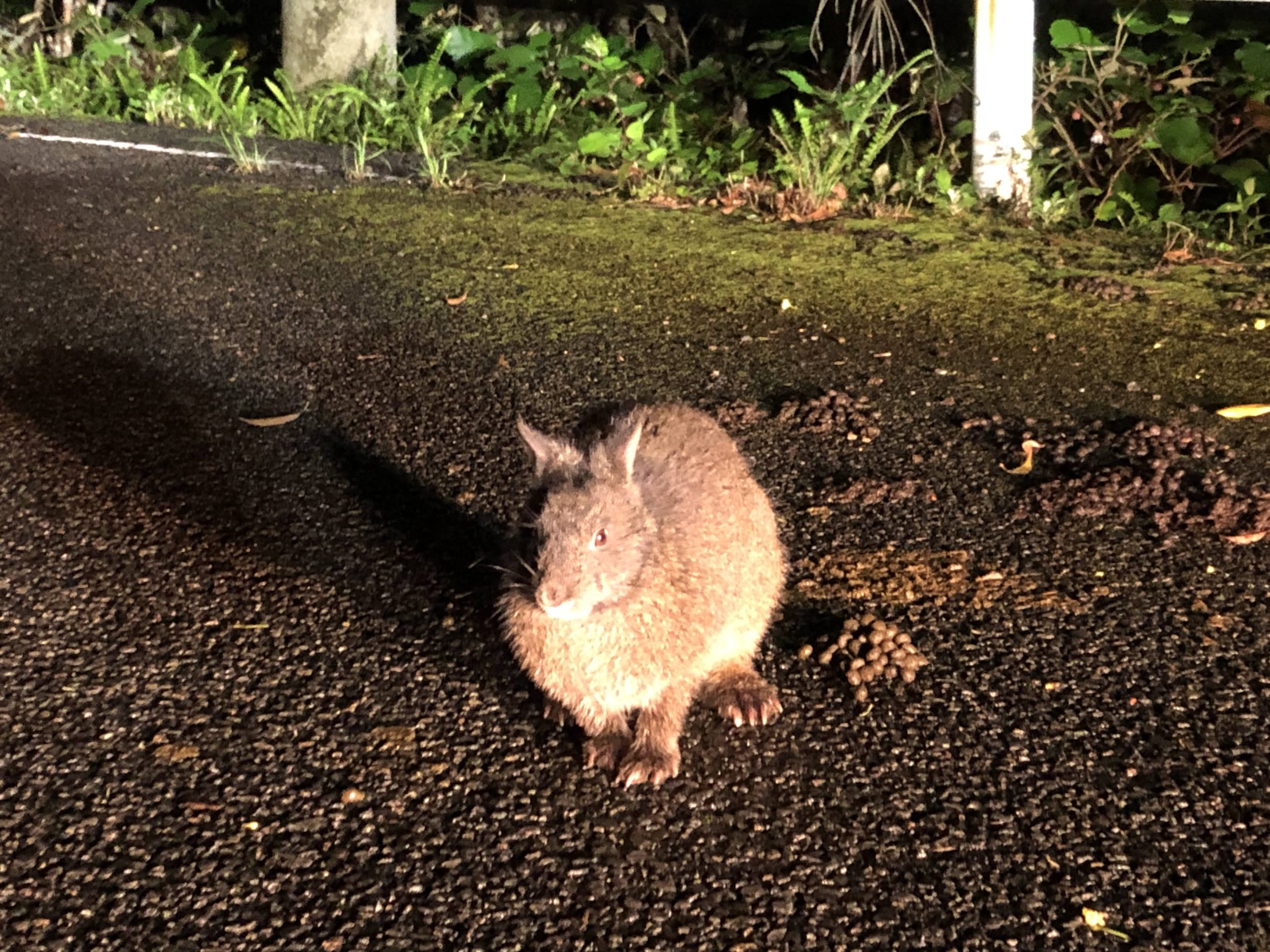 奄美】野生のアマミノクロウサギを見る！夜間の野生動物観察にいってき