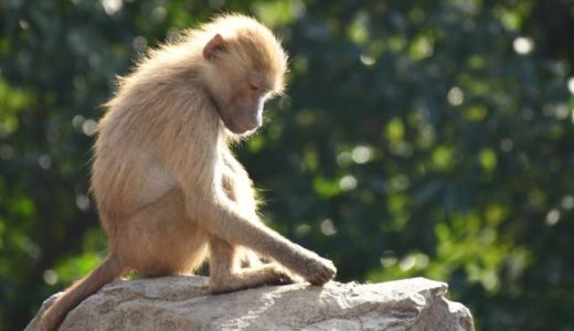 【鹿児島市】平川動物公園