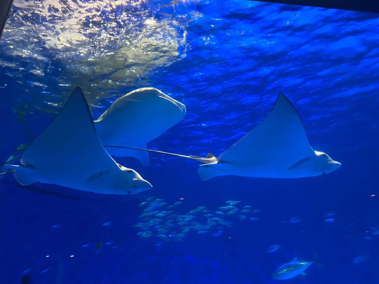 【鹿児島市】いおワールドかごしま水族館