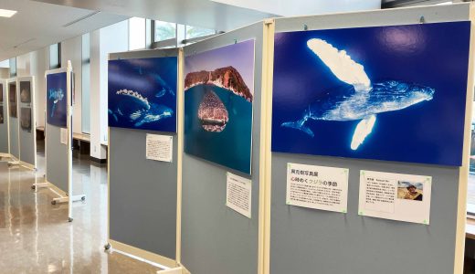 奄美大島で開催中の写真展